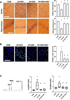 Role of 5HT1A Receptors in the Neuroprotective and Behavioral Effects of Cannabidiol in Hypoxic–Ischemic Newborn Piglets